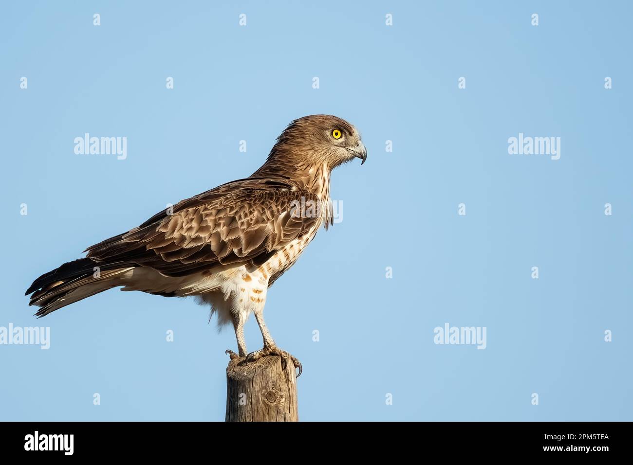 Short-toed snake eagle or Circaetus gallicus sitting position in Dadia forest Evros Greece, isolated, blue sky background Stock Photo