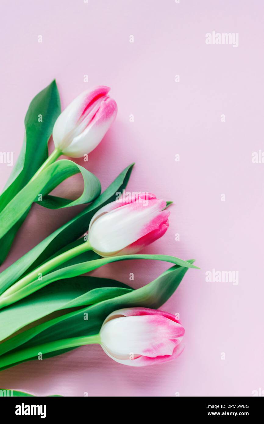 Three tulip flowers on pink background. Spring concept, greeting card. Top  view, flat lay Stock Photo - Alamy, image size:866x1390