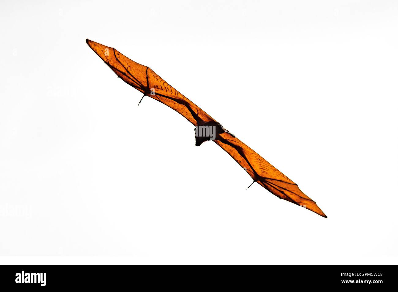 Sunda fruit bat (Acerodon mackloti) endemic to Indonesia. Photo from