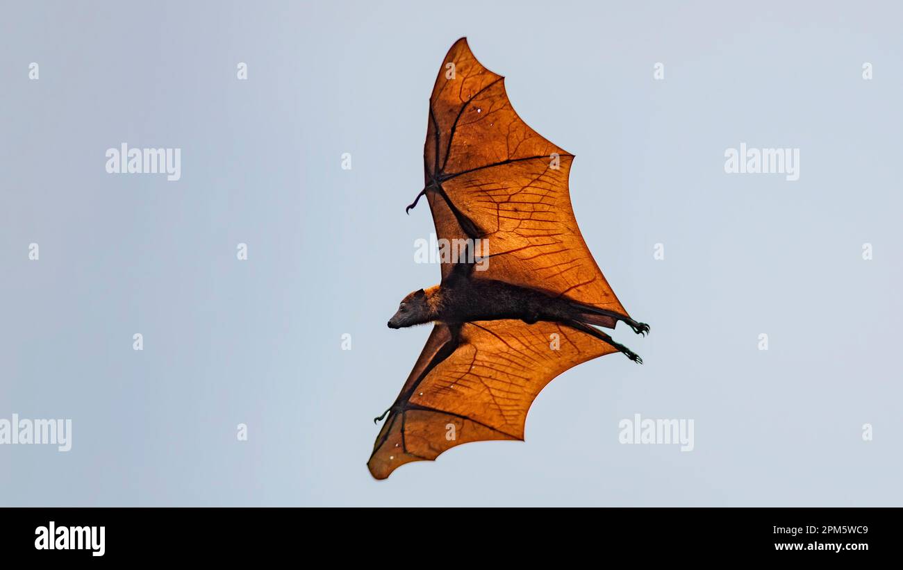 Flying Sunda fruit bat (Acerodon mackloti) endemic to Indonesia. Photo