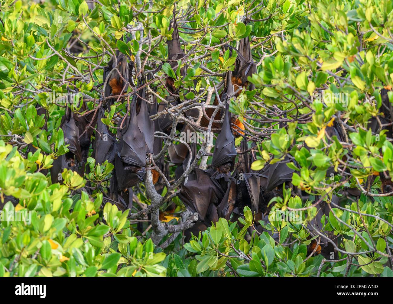 RoostingSunda fruit bats (Acerodon mackloti) endemic to Indonesia