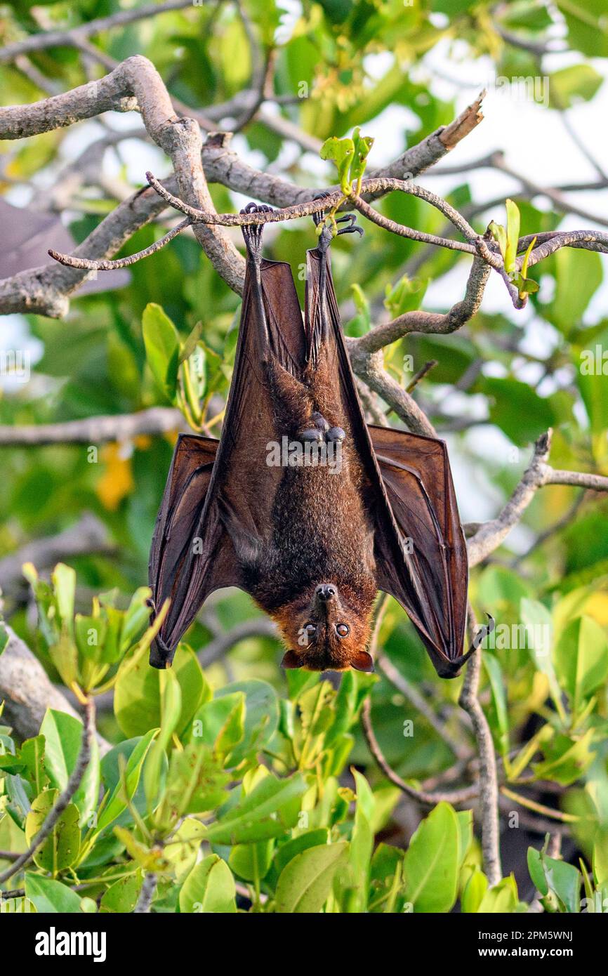 Roosting Sunda fruit bat (Acerodon mackloti) endemic to Indonesia