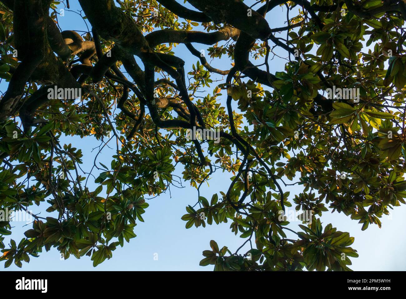 Magnolie Frucht am Baum, mit Blättern, im Sommer Stock Photo