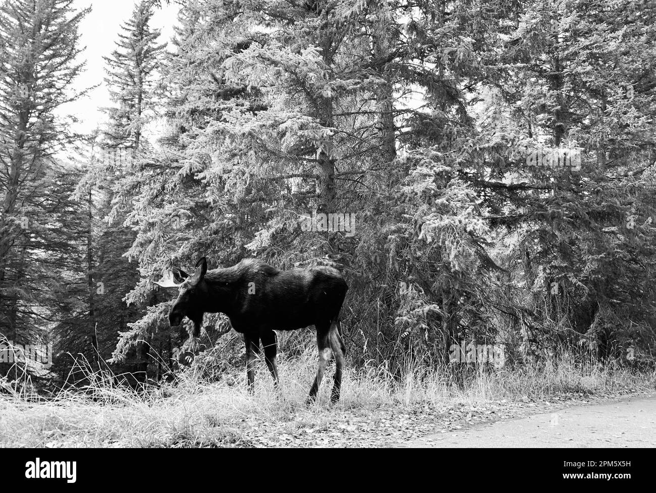 Moose Crossing Stock Photo