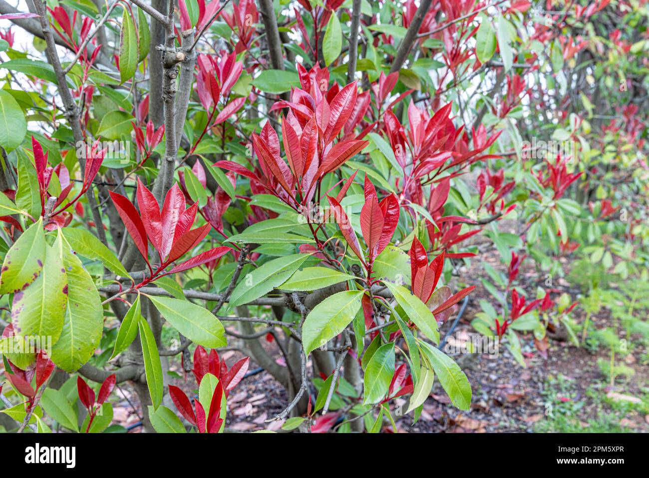 Photinia Pink Crispy. Latin name : Photinia serratifolia Pink Crispy. Young tree tops leaves of Photinia serratifolia, New soft peak red and green in Stock Photo