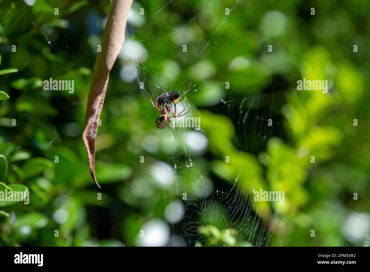 File:Slack leaf curling spider (3375407106).jpg - Wikimedia Commons