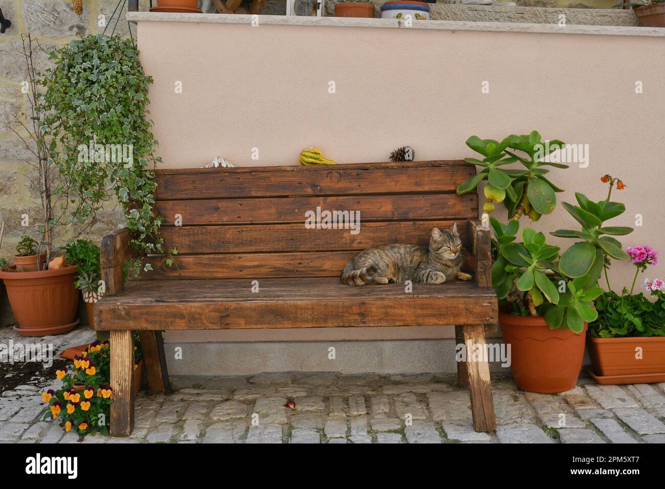 A cat on a bench in an alley of Guardialfiera, a historic town in the ...