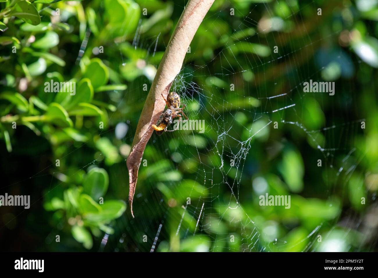 Leaf-Curling Spider (Phonognatha graeffei) catches prey in the web in Sydney, New South Wales, Australia. (Photo by Tara Chand Malhotra) Stock Photo