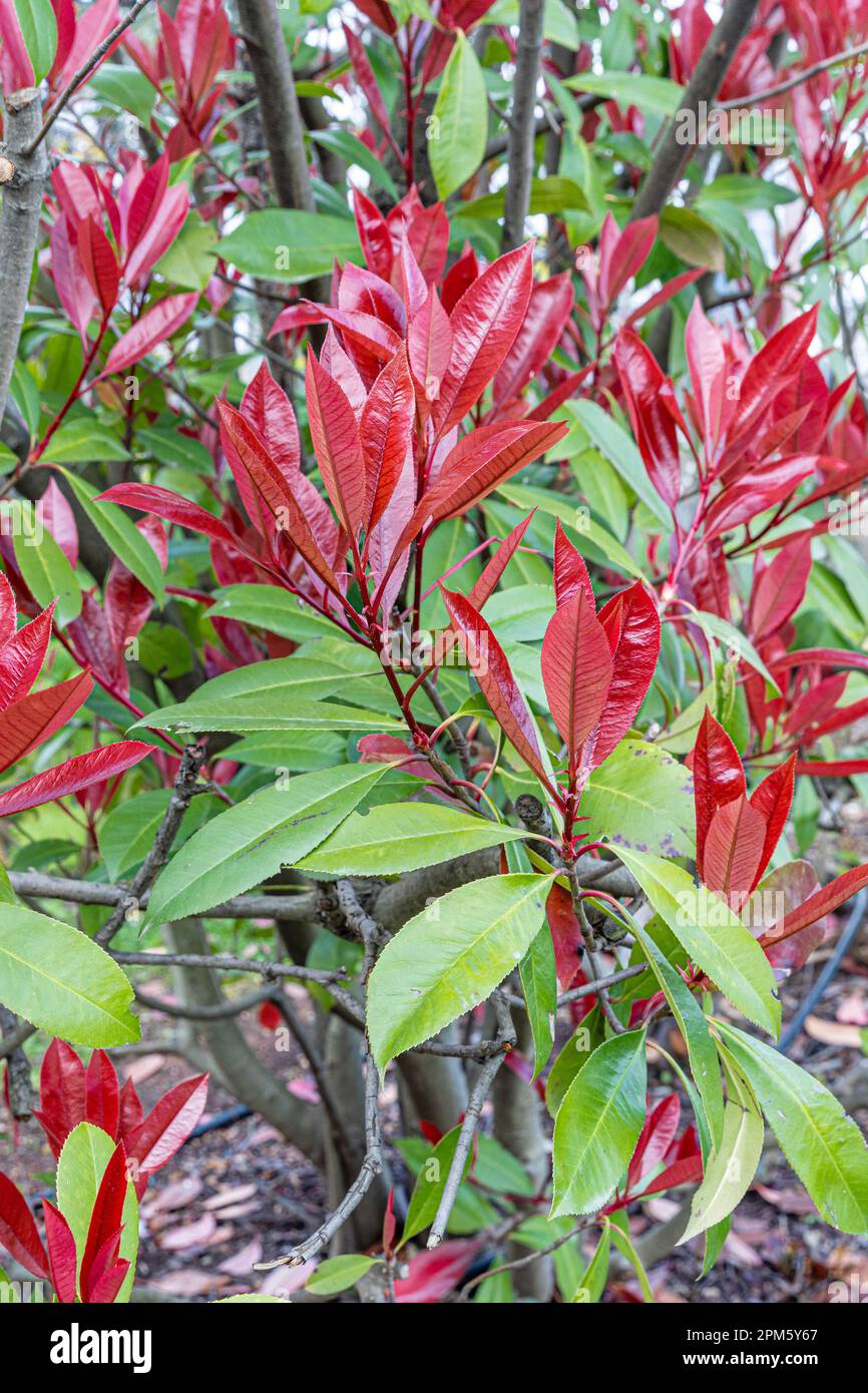 Photinia Pink Crispy. Latin name : Photinia serratifolia Pink Crispy. Young tree tops leaves of Photinia serratifolia, New soft peak red and green in Stock Photo