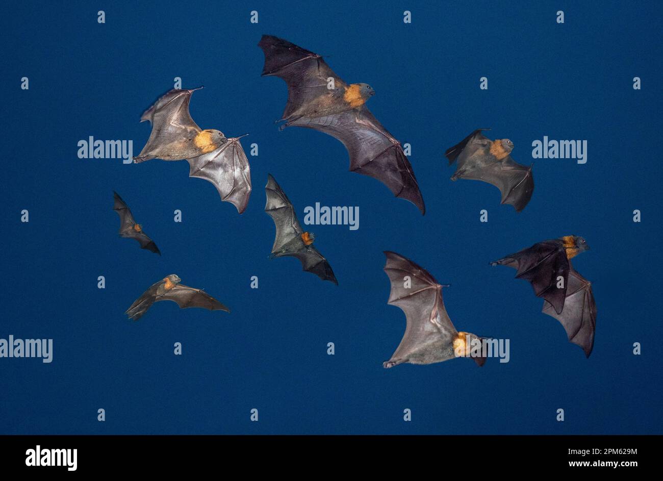 grey headed flying fox bats flying at night Stock Photo Alamy