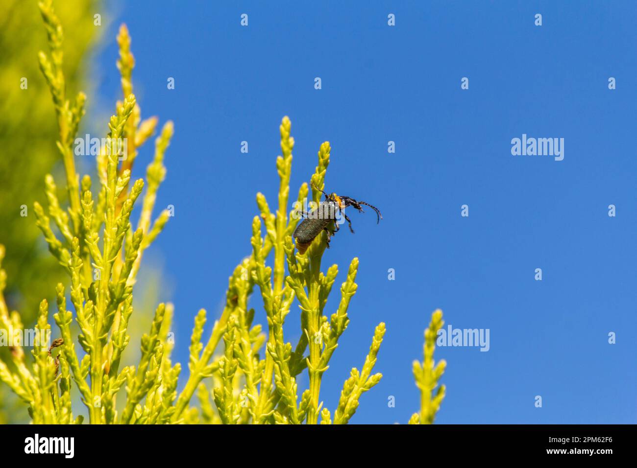 Plague Soldier Beetle (Chauliognathus lugubris) sitting on a plant in