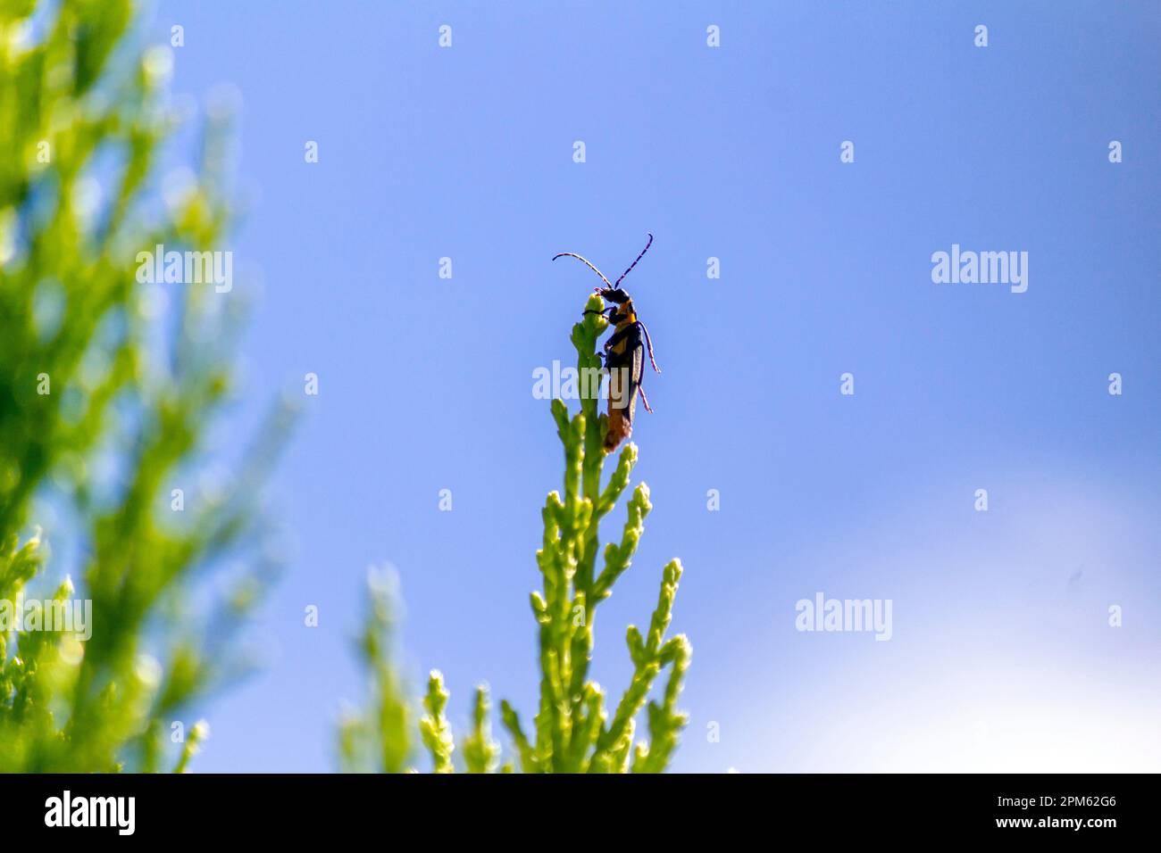 Plague Soldier Beetle (Chauliognathus lugubris) sitting on a plant in