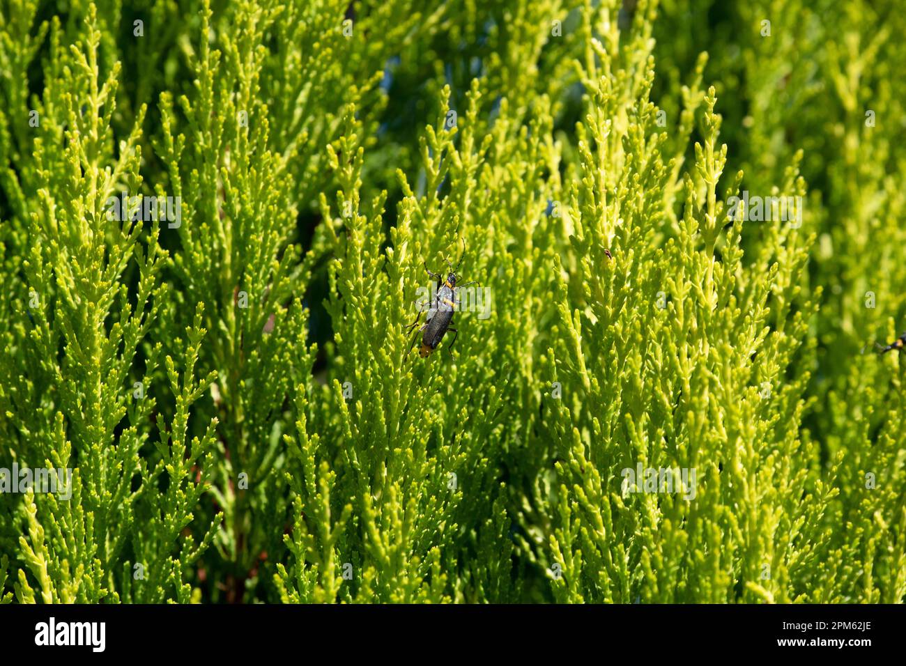 A pair of Plague Soldier Beetles (Chauliognathus lugubris) mating on a