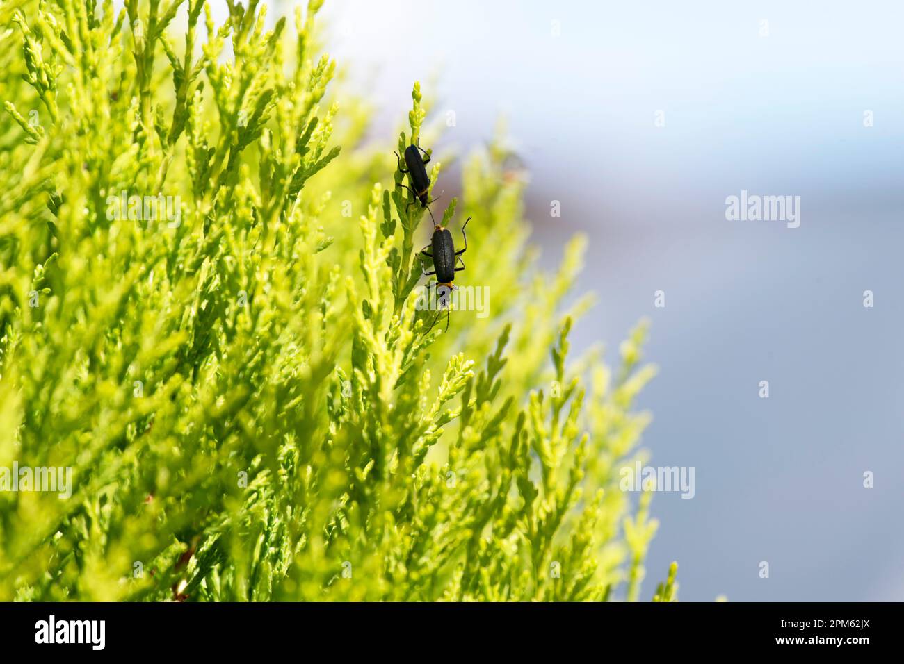 A pair of Plague Soldier Beetles (Chauliognathus lugubris) on a plant