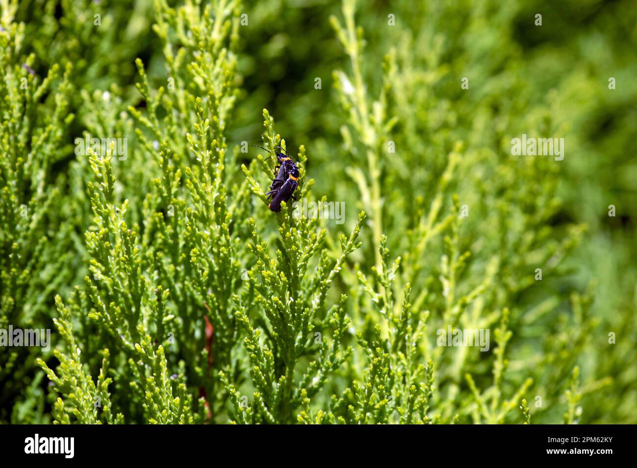 A pair of Plague Soldier Beetles (Chauliognathus lugubris) mating on a