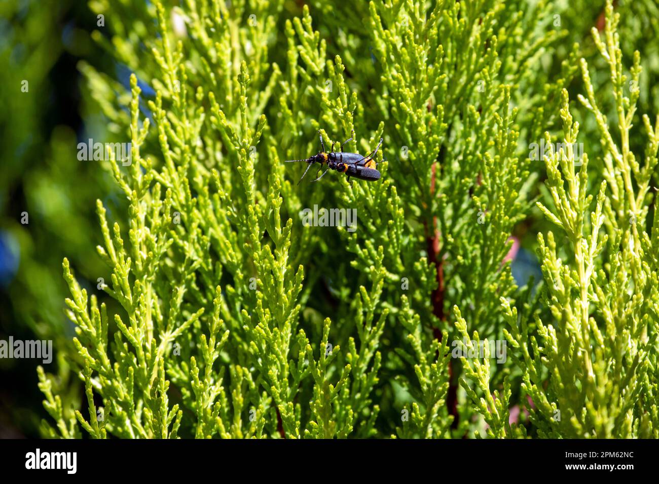 A pair of Plague Soldier Beetles (Chauliognathus lugubris) mating on a