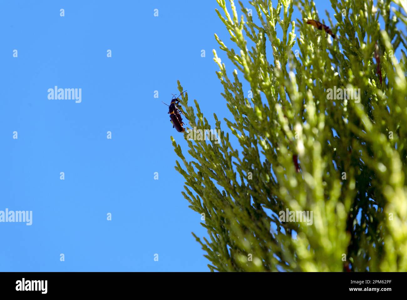 A pair of Plague Soldier Beetles (Chauliognathus lugubris) mating on a