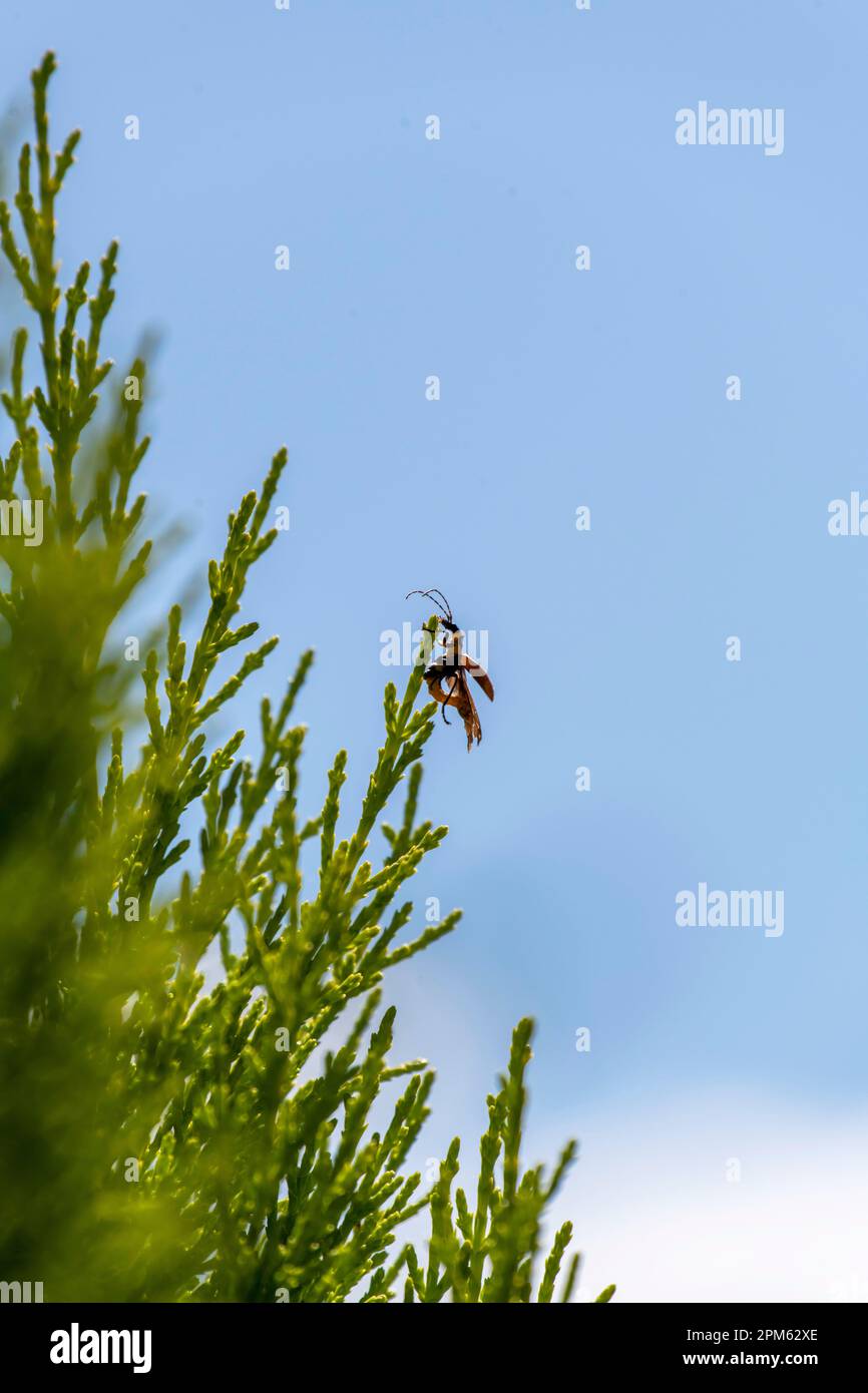 Plague Soldier Beetle (Chauliognathus lugubris) sitting on a plant in ...