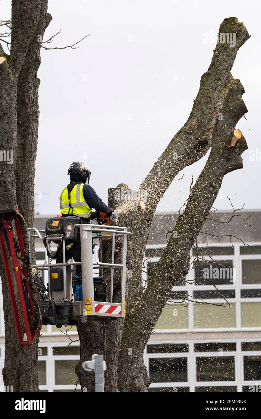 A tree surgeon wearing PPE up in a mobile lift using a chainsaw to remove a dead mature tree from the car park at Kier in Basingstoke, UK Stock Photo