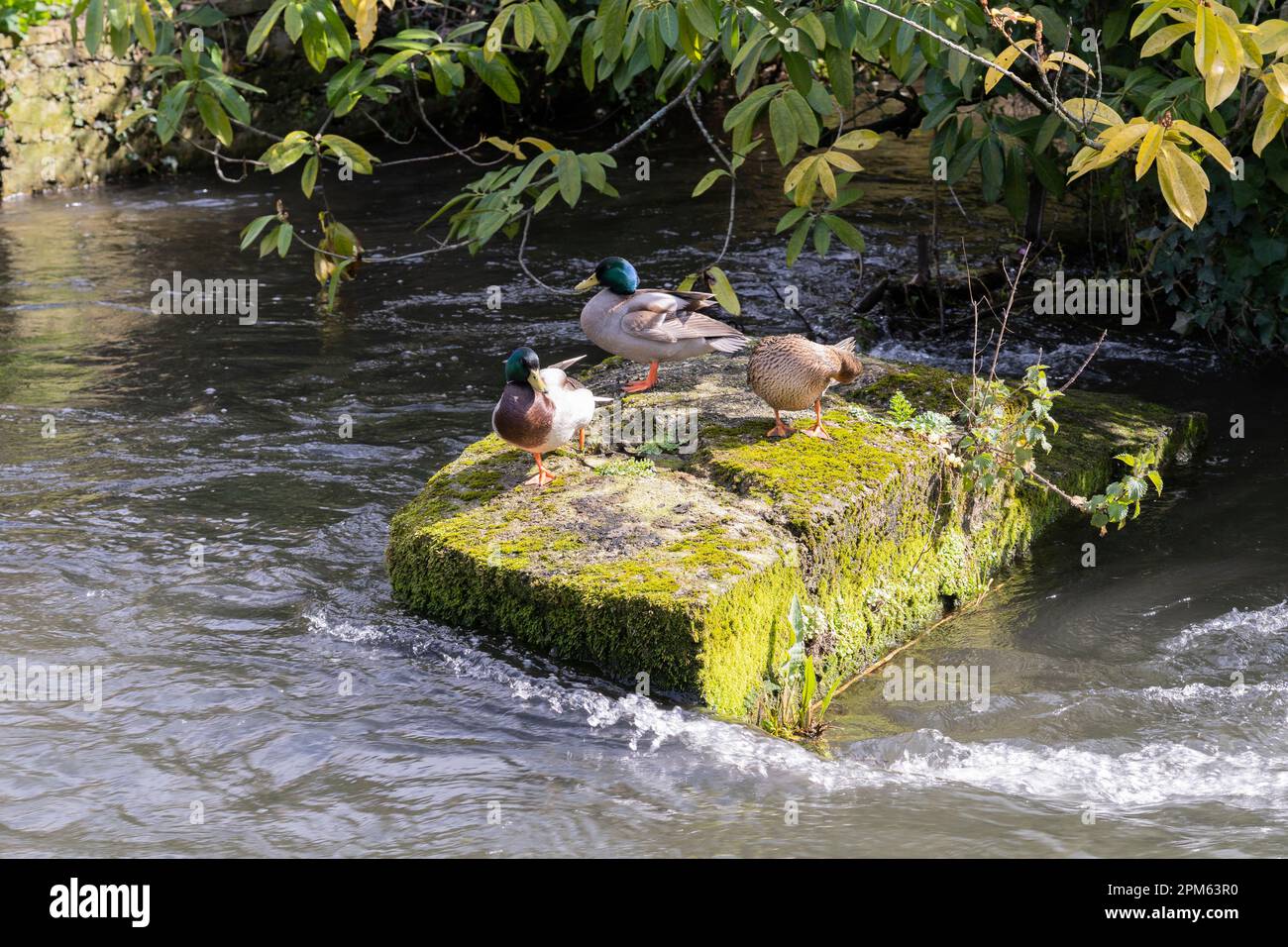 Male and female mallard ducks (Anas platyrhynchos) resting on a stone in the River Itchen on a sunny spring day. Winchester, Hampshire, England Stock Photo