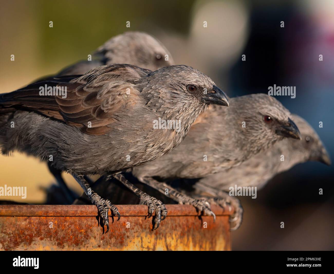 Apostlebird, Struthidea cinerea, several birds perched on a rusty drum searching for food in outback Australia Stock Photo