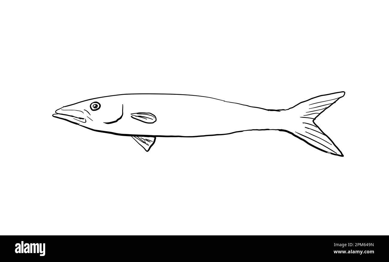 Cartoon style line drawing of a Blackfin barracuda Sphyraena qenie, or Chevron barracuda a fish endemic to Hawaii and Hawaiian archipelago on isolated Stock Photo