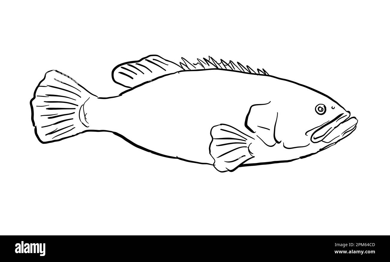 Cartoon style line drawing of a giant grouper Epinephelus lanceolatus,  Queensland grouper, brindle grouper or mottled-brown sea bass a fish endemic t Stock Photo