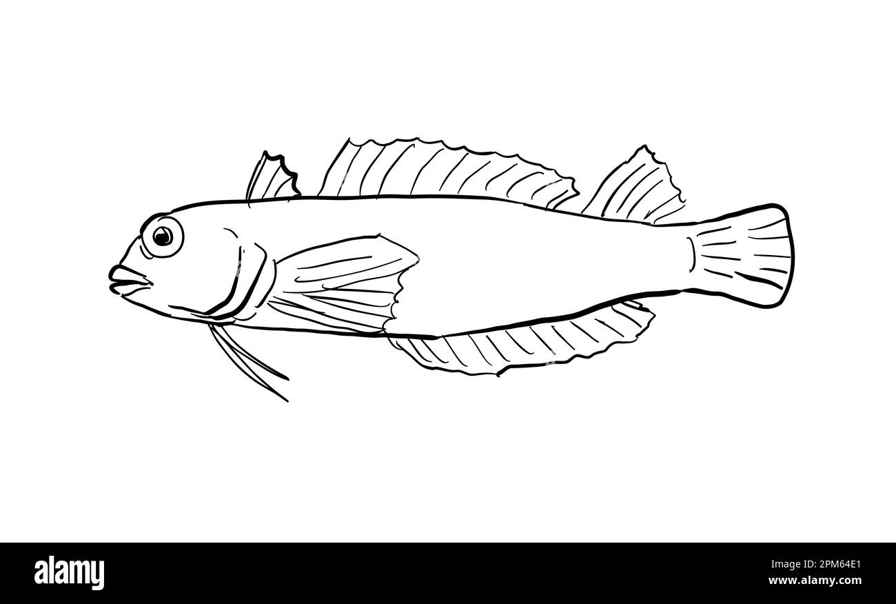 Cartoon style line drawing of a Hawaiian blackhead triplefin Enneapterygius atriceps or Hawaiian triplefin a fish endemic to Hawaii and Hawaiian archi Stock Photo