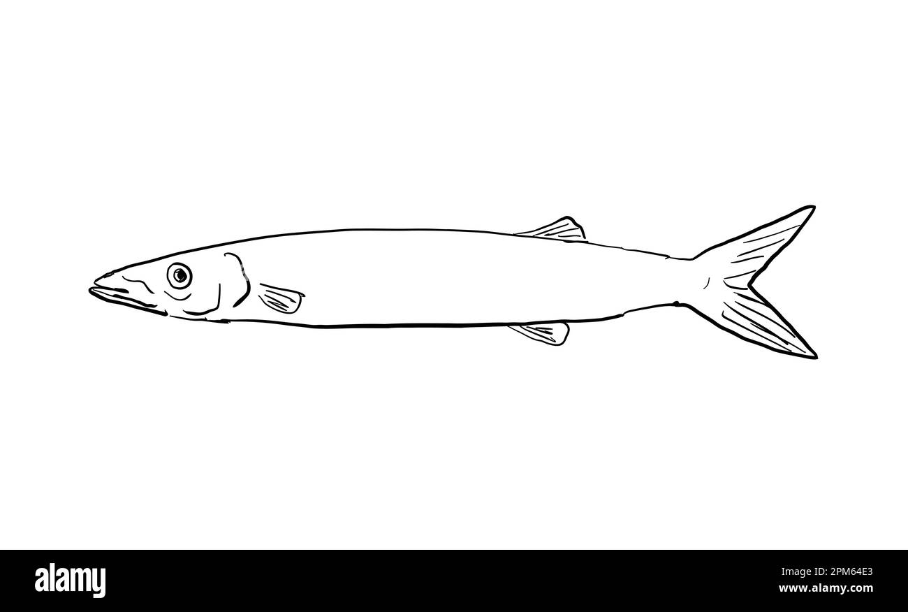 Cartoon style line drawing of a Japanese barracuda Sphyraena japonica  a fish endemic to Hawaii and Hawaiian archipelago on isolated background in bla Stock Photo