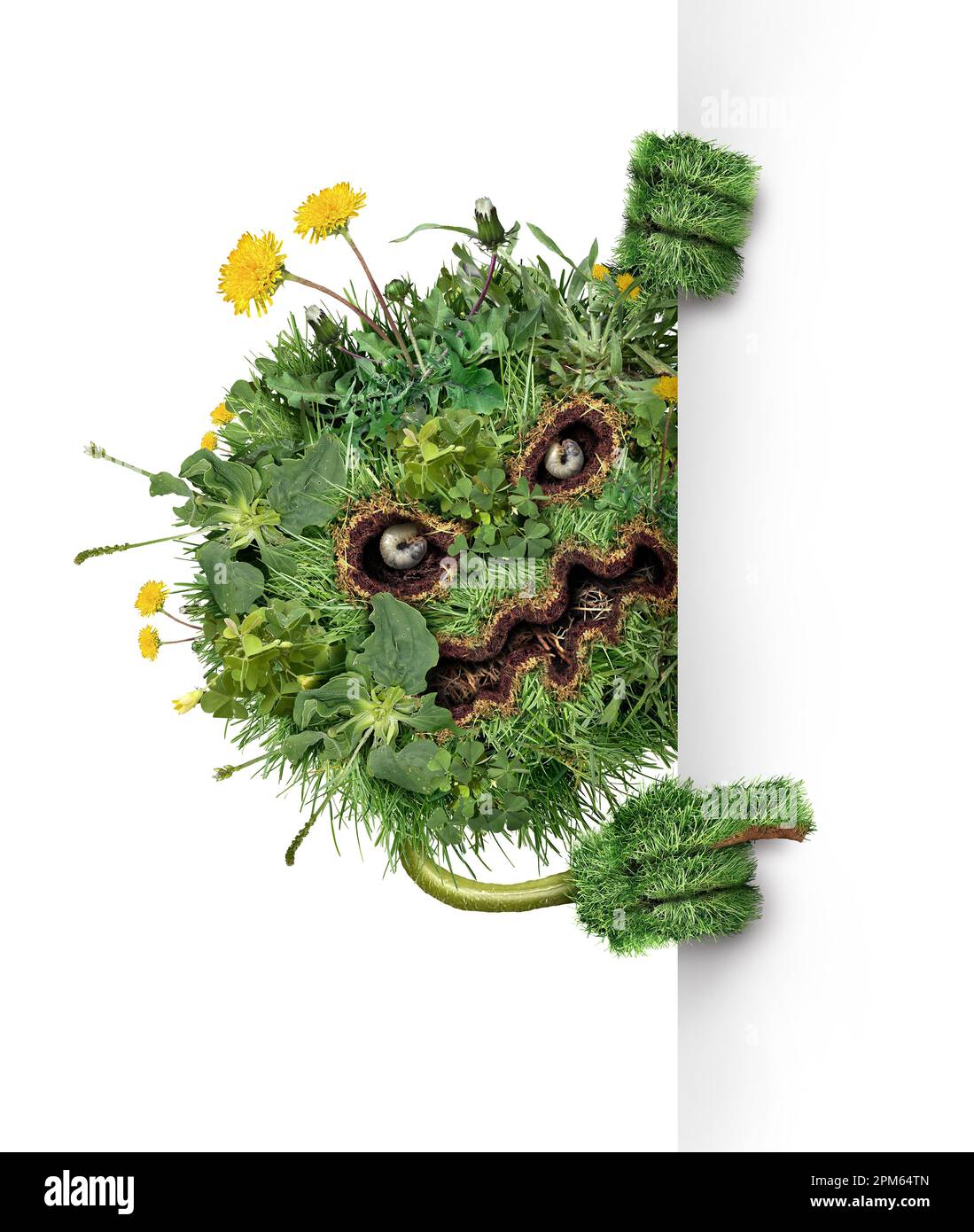 Lawn pest character and weed monster as dandelion with clover crab