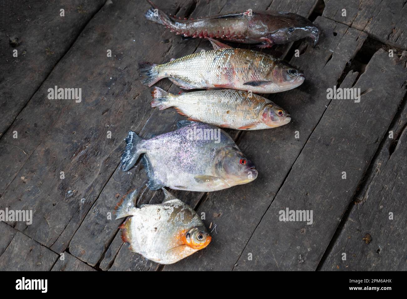 Morning catch of fish from the Amazon River in Peru Stock Photo