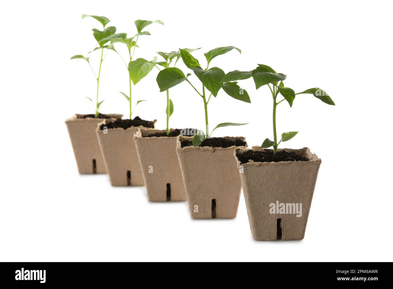 Green pepper seedlings in peat pots isolated on white Stock Photo - Alamy