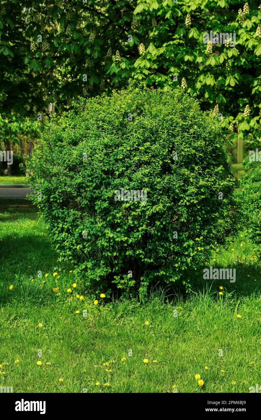 Shrub green leaves in hi-res stock photography and images - Alamy