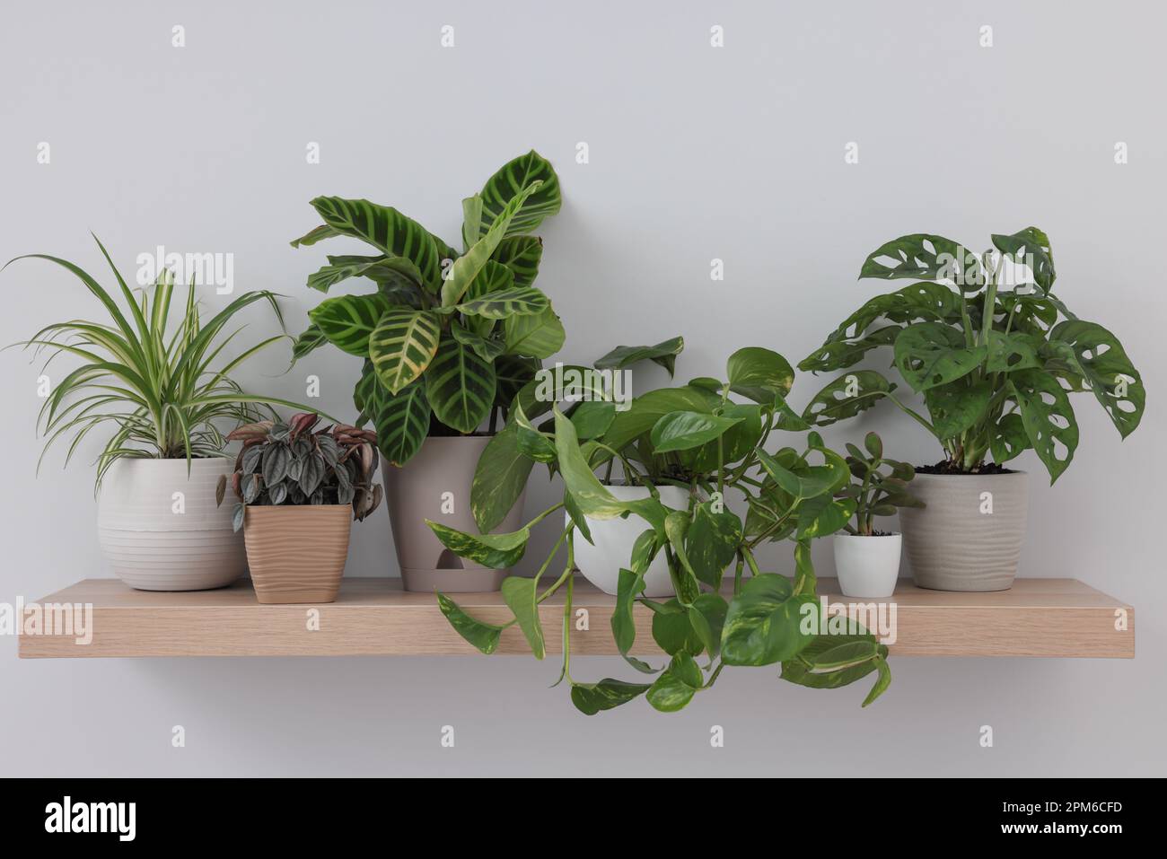 Wooden shelf with beautiful houseplants on light wall Stock Photo