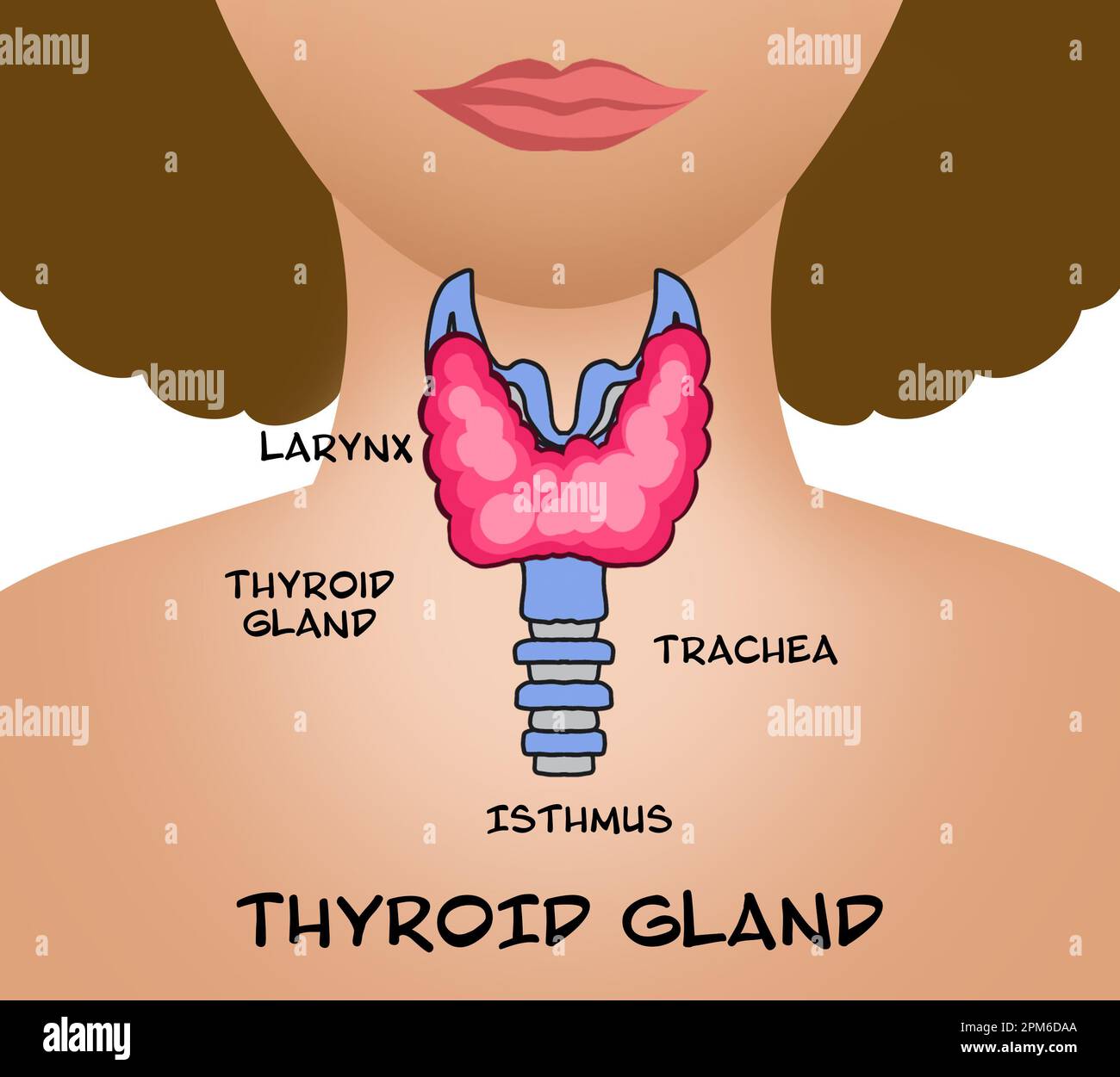Isthmus thyroid