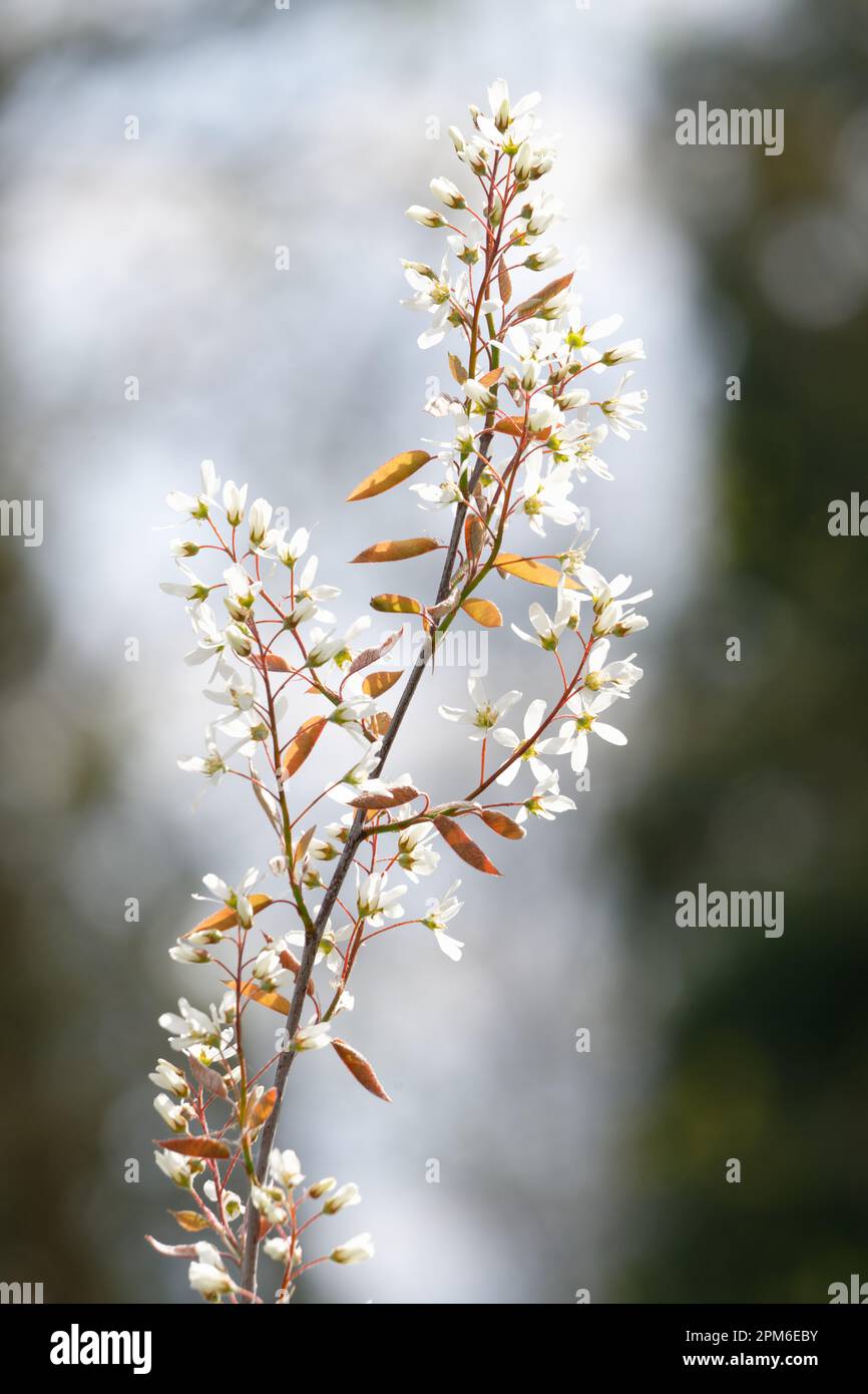 star-shaped white flowers of a Amelanchier lamarckii also called juneberry, serviceberry or shadbush shrub Stock Photo