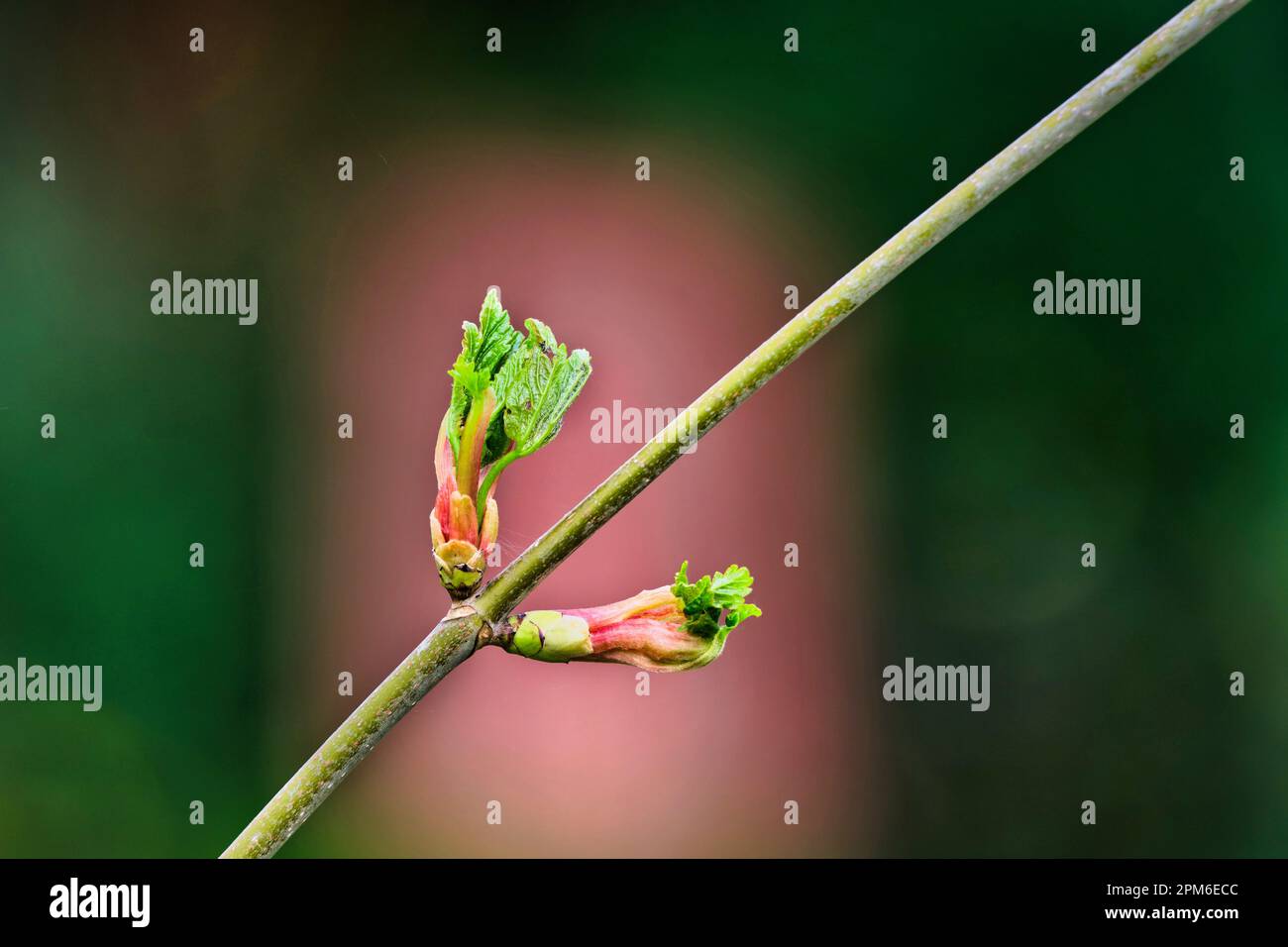 Ribes sanguineum unfolding buds of a blood currant in a park against blurred background Stock Photo