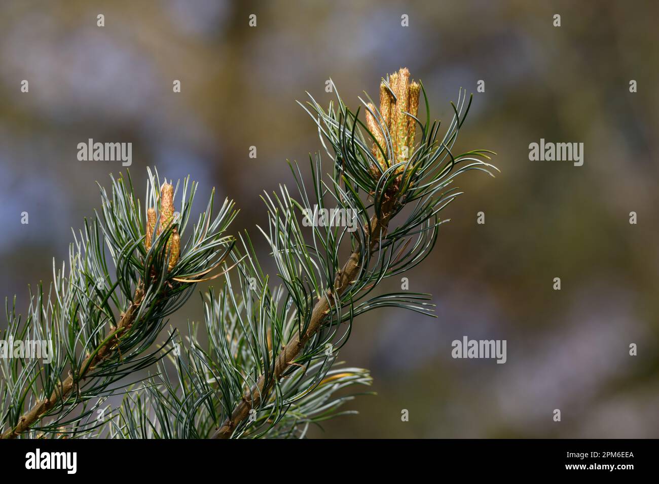 Pinus parviflora young pine cones on a branch in spring Stock Photo