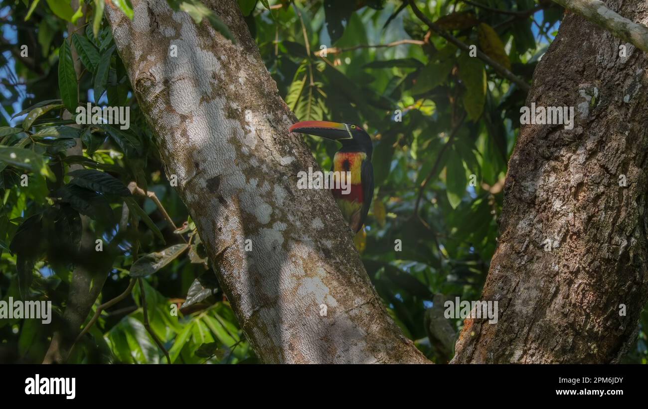 front view of a fiery-billed aracari in a tree at manuel antonio Stock Photo