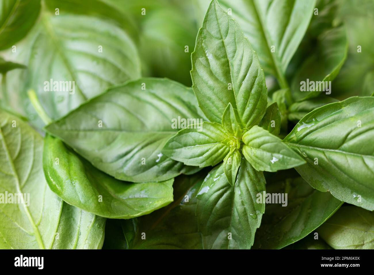 Fresh green organic basil leaves on a plant Stock Photo - Alamy