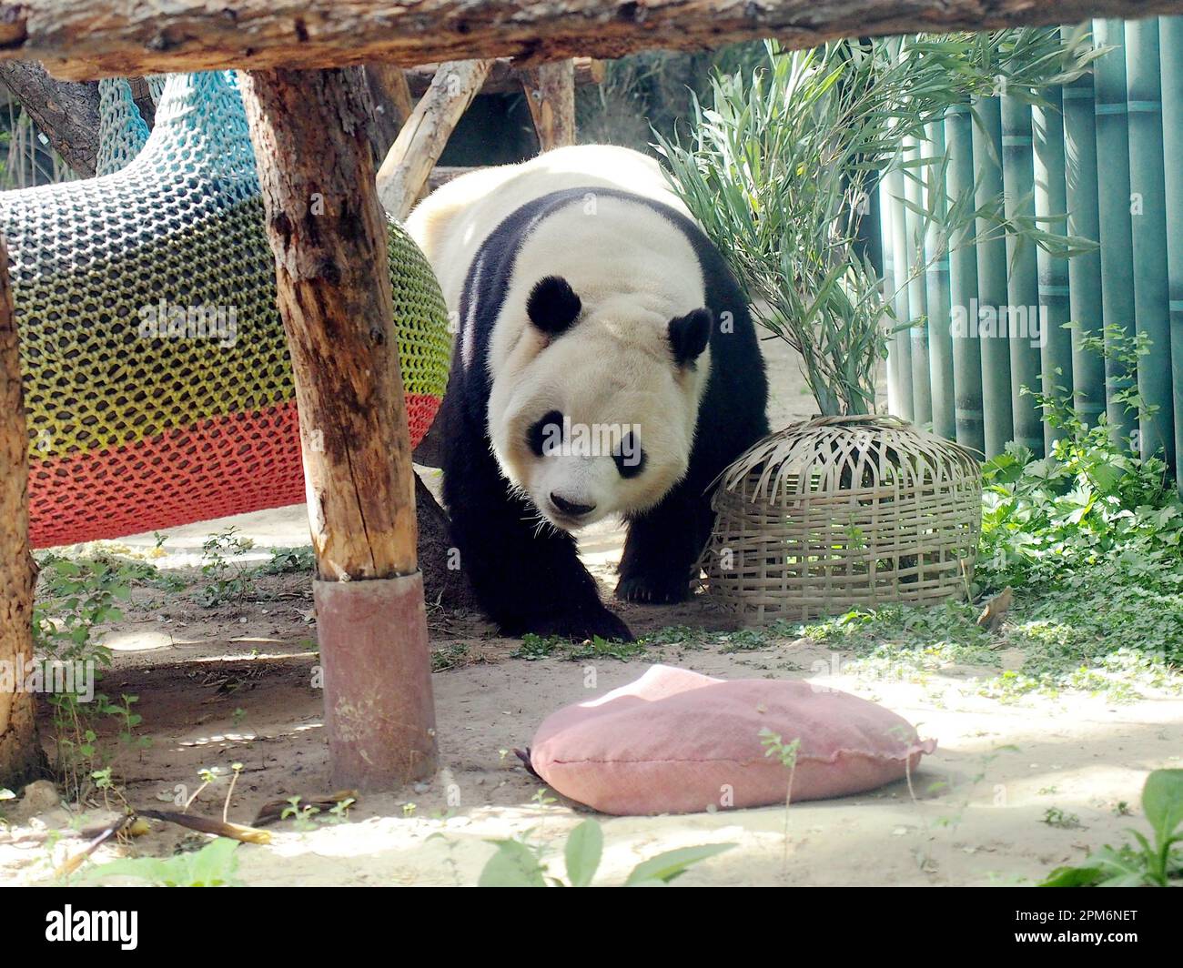 Giant panda Fu Xing at Beijing Zoo, Beijing, China. 11th Apr, 2023 ...