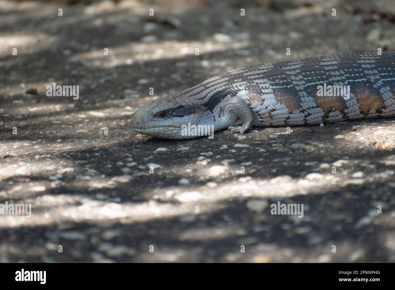 Small cute blue tongue lizard. Stock Photo