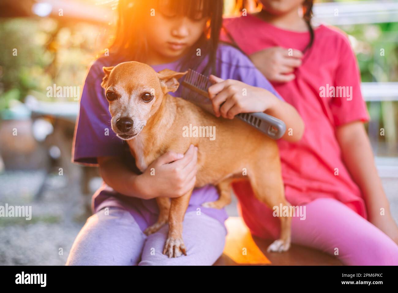KId taking care of pet removing hair with comb brush at home. Stock Photo