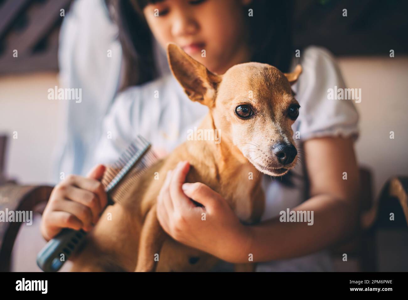 KId taking care of pet removing hair with comb brush at home. Stock Photo