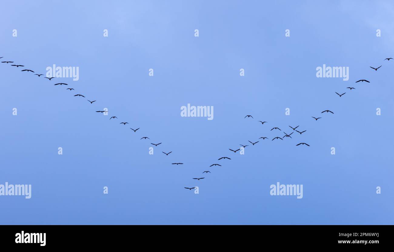 The group of Goose flying in the blue sky Stock Photo