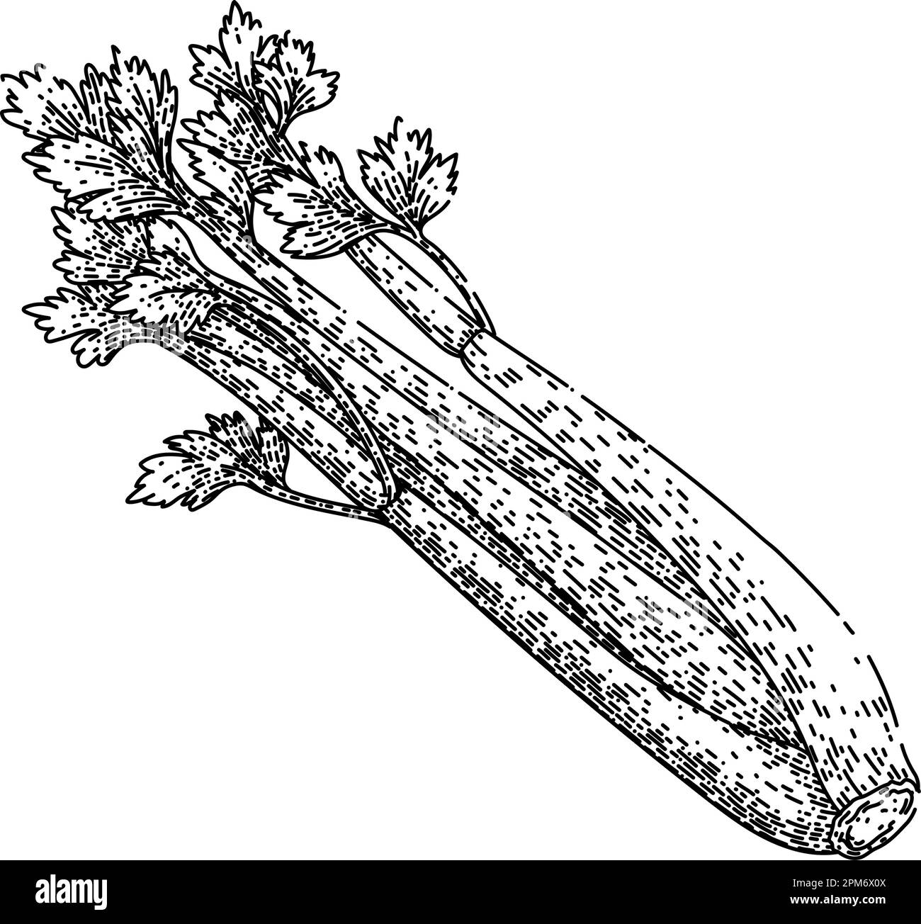 Celery Clip Art Black And White
