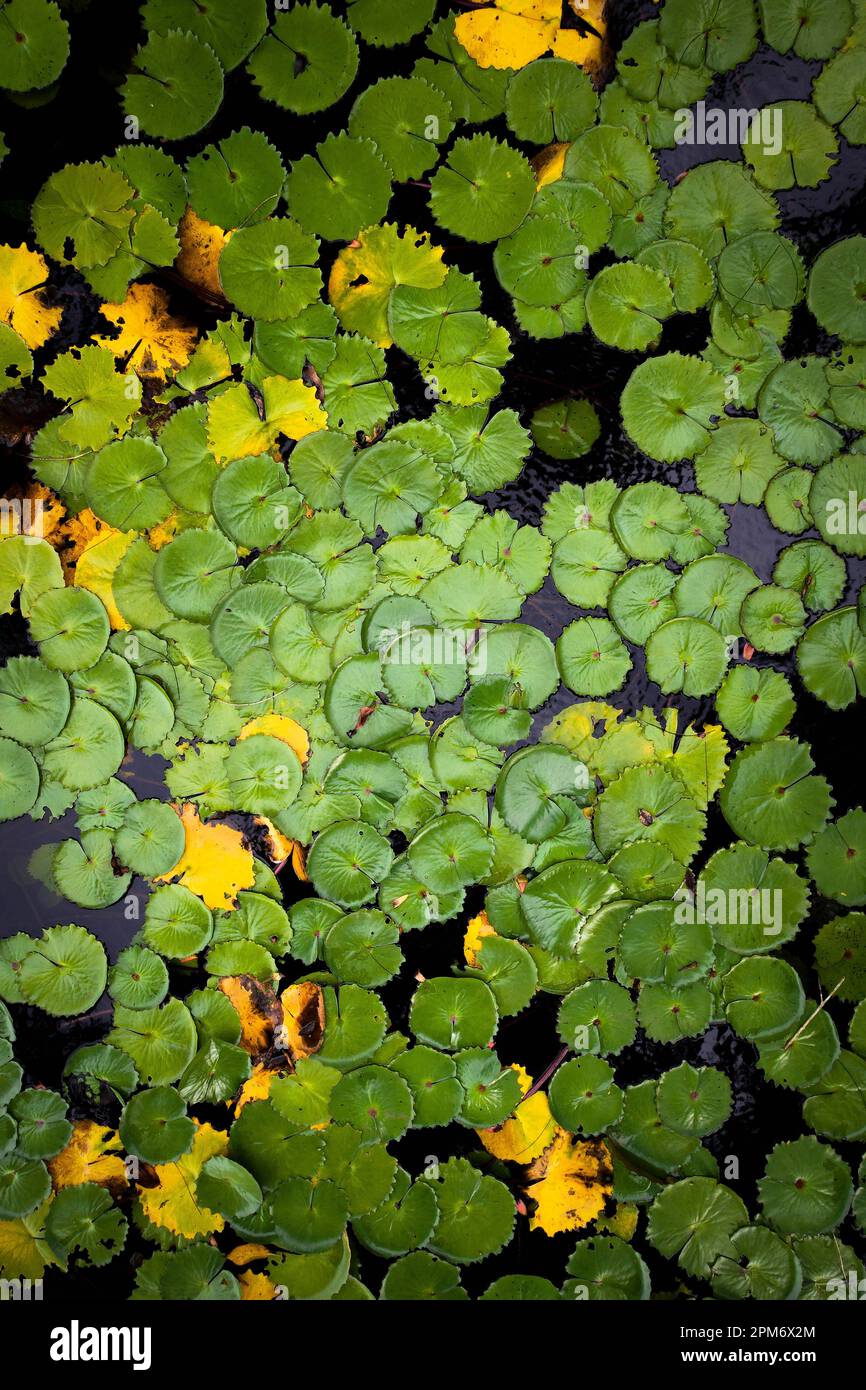 Lotus Pond Stock Photo