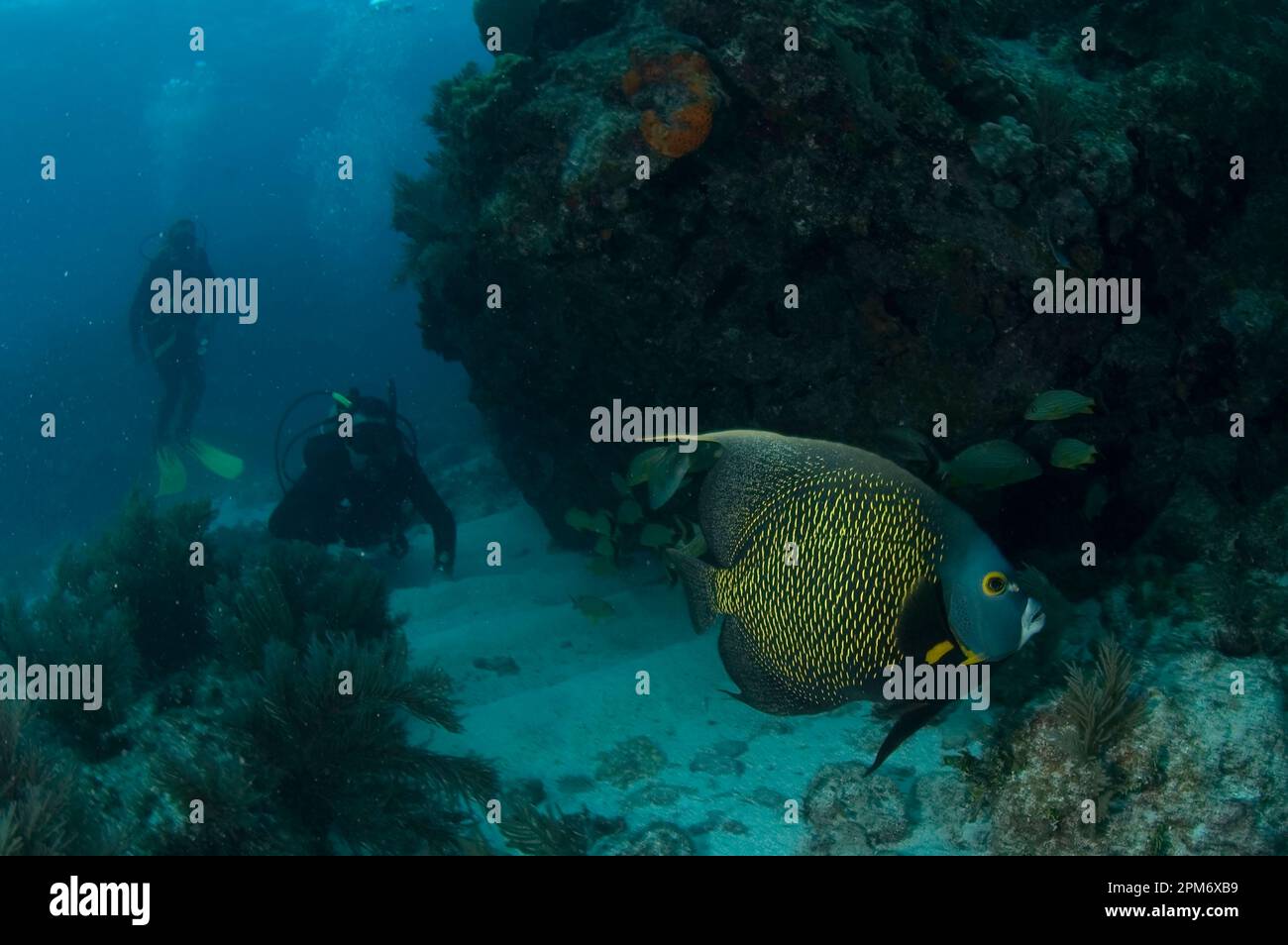 French Angelfish, Pomacanthus paru, with divers watching in background Molasses Reef dive site