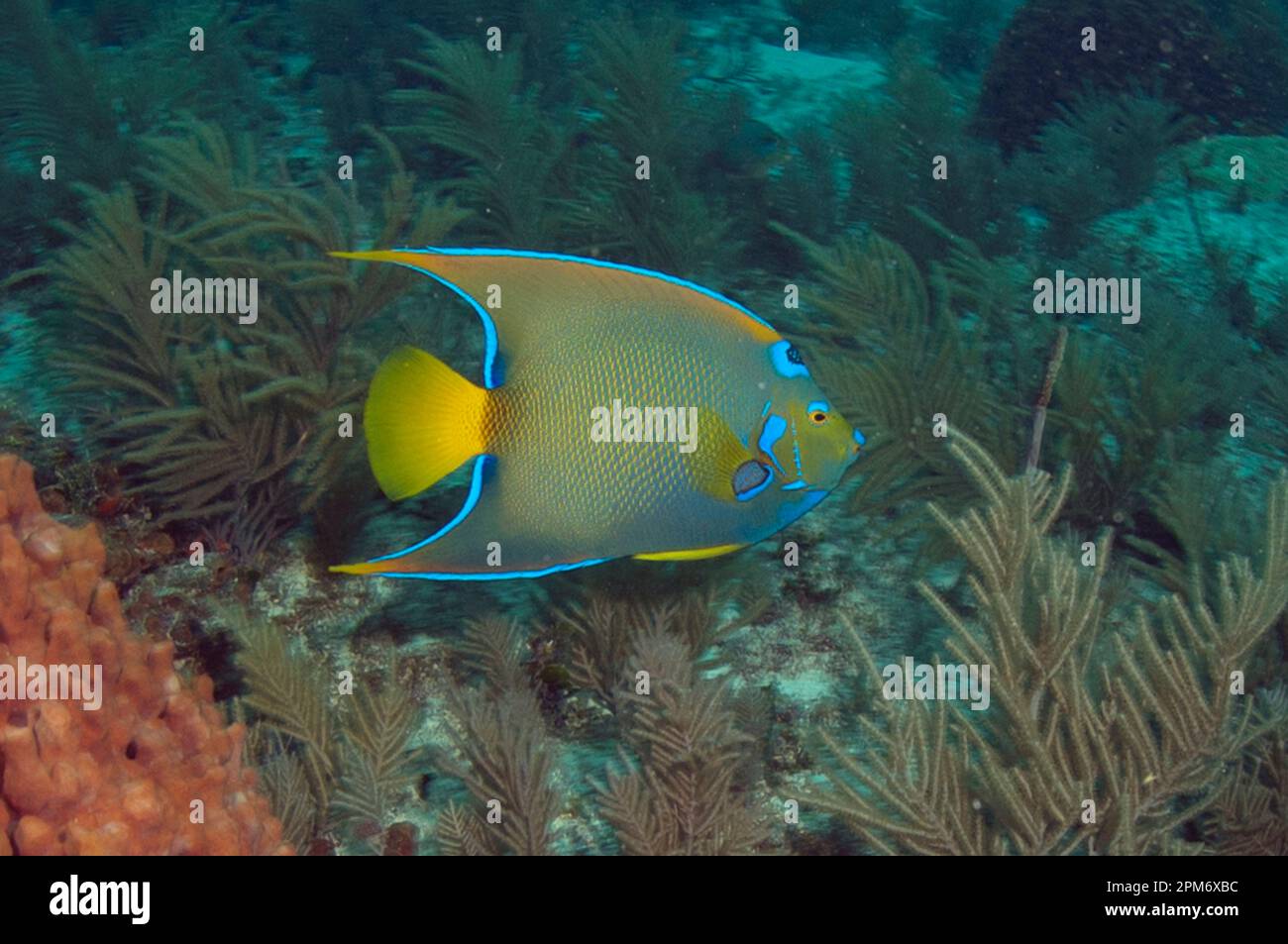 Queen Angelfish, Holacanthus ciliaris, Molasses Reef dive site