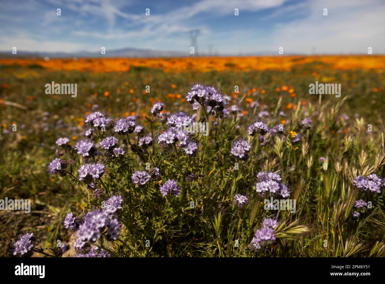 Lancaster, USA. 11th Apr, 2023. A super bloom of California golden